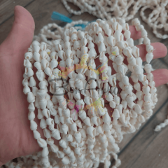 1 Dizi Gerçek Deniz Kabuğu