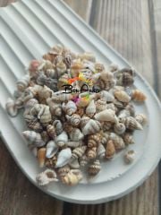(10 gram) İri Delikli Doğal Deniz Kabuğu